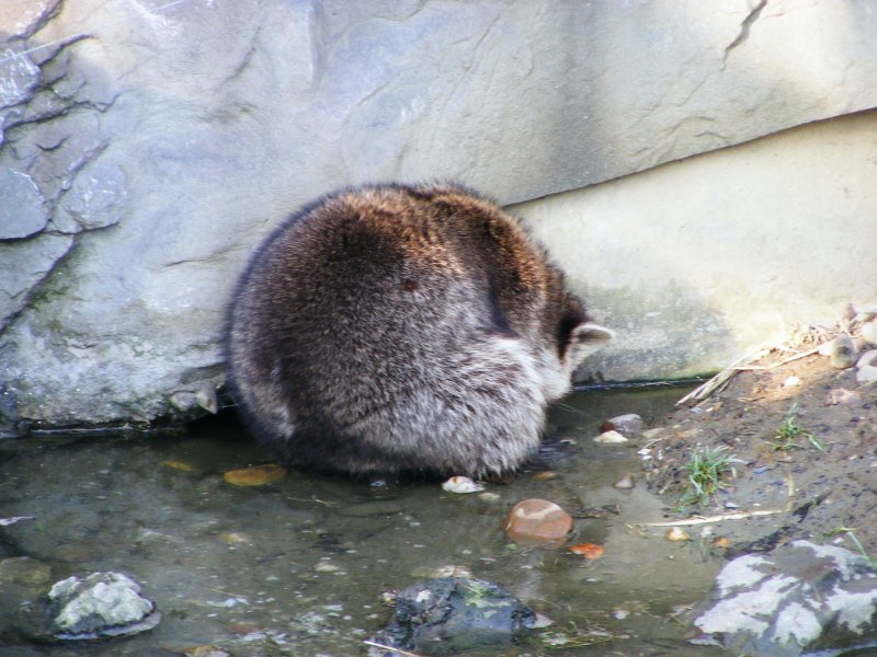 Ein Waschbr im Gelsenkirchener Zoo am 1. April 2009.