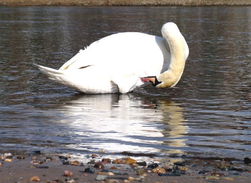 Ein weier Schwan beim Frhjahrsputz; 26.02.2008
