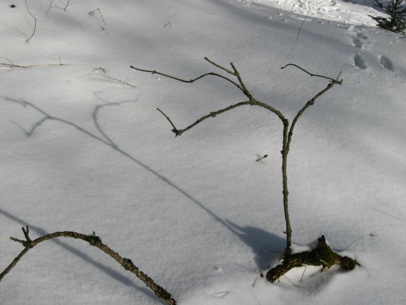 Ein WInterzauber auf dem Brocken am 2.2.2008
Die Sonne htte hier noch etwas strker scheinen knnen, umd dem Schnee einen richtigen Glanz zu verpassen, nur so ist's auch in Ordnung