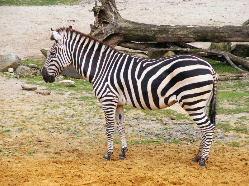 Ein Zebra im Gelsenkirchener Zoo am 21. August 2008.