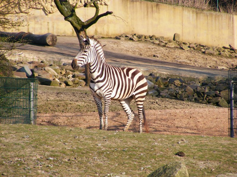 Ein Zebra im Gelsenkirchener Zoo am 1. April 2009.