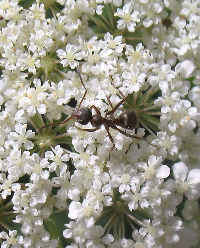 Eine Ameise beim Naschen.
(02.08.2008)