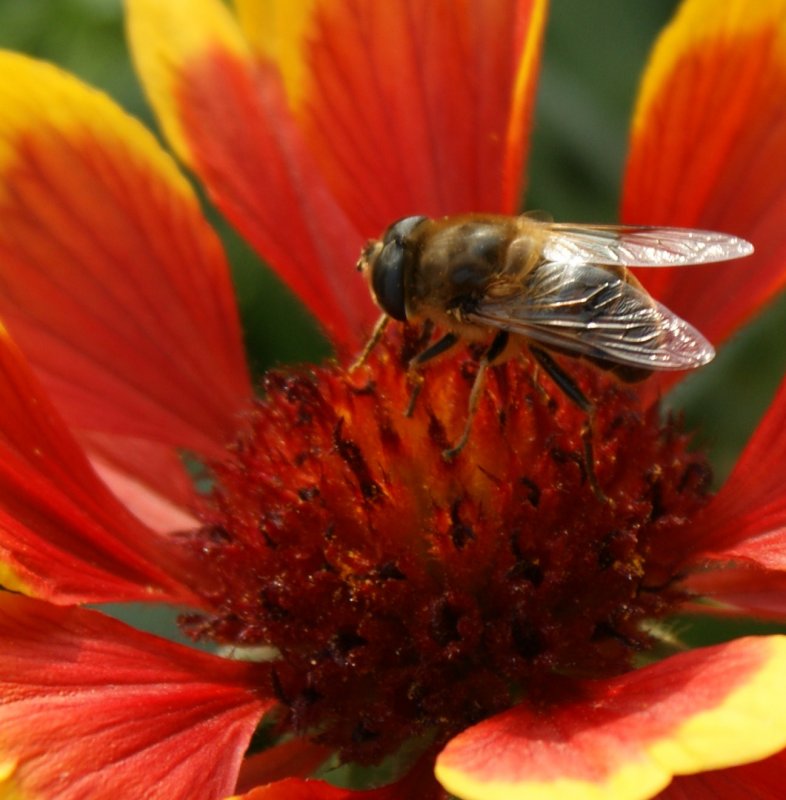 Eine Biene auf Nektarsuche.
(August 2008)