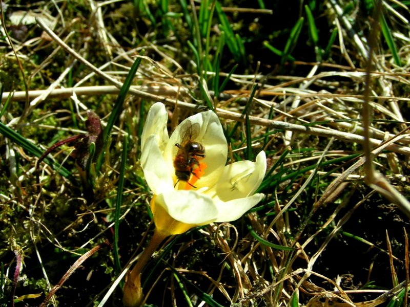 Eine Biene hat in einer wilden Krokusblte eine ihrer ersten Nahrungsquellen gefunden; 080224