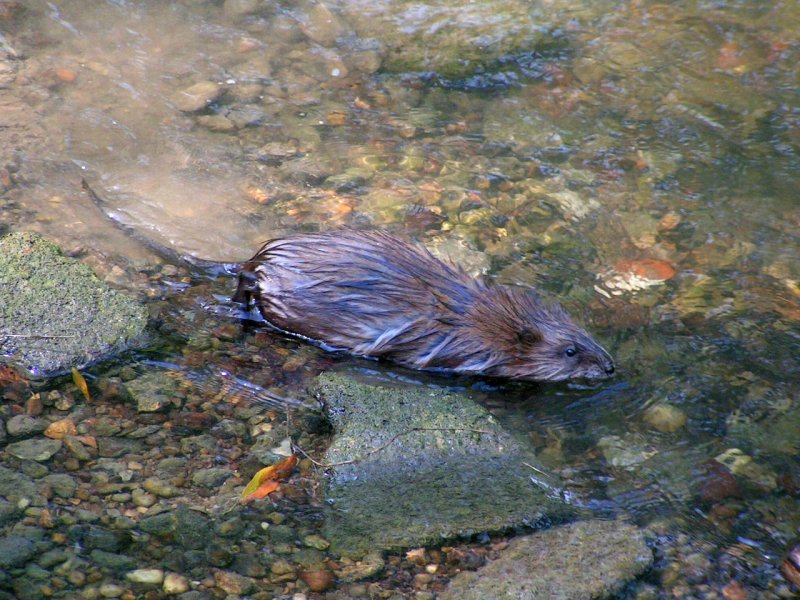 Eine Bisamratte dreht in der Breitsach ihre  Runden ; 080806