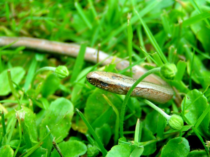 Eine Blindschleiche (Anguis fragilis) bahnt sich ihren Weg durch die  frisch gemhte Wiese;  070527