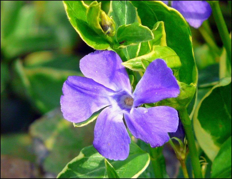 Eine Blte des Vinca Minor fotografiert in Kautenbach am 04.05.08.