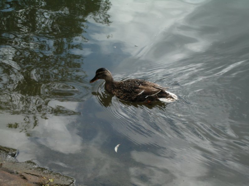 Eine Ente im Wassergraben eines Schlosses irgendwo im Münsterland am 19.06.2004.