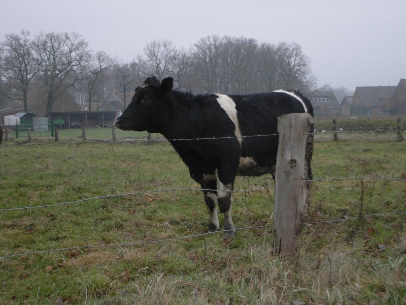 Eine gelangweilte Kuh in den Weiten des winterlichen Münsterlandes.