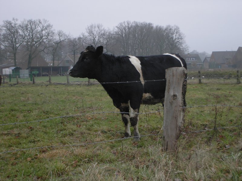 Eine gelangweilte Kuh in den Weiten des winterlichen Mnsterlandes.