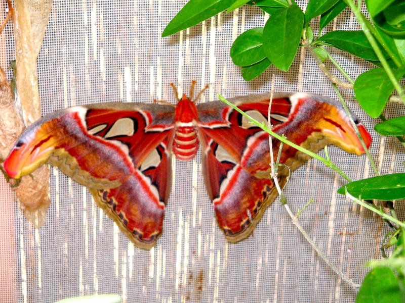Eine der grten Schmetterlingsarten knnen im Schmetterlingshaus Chemnitz bewundert werden, 24.06.06