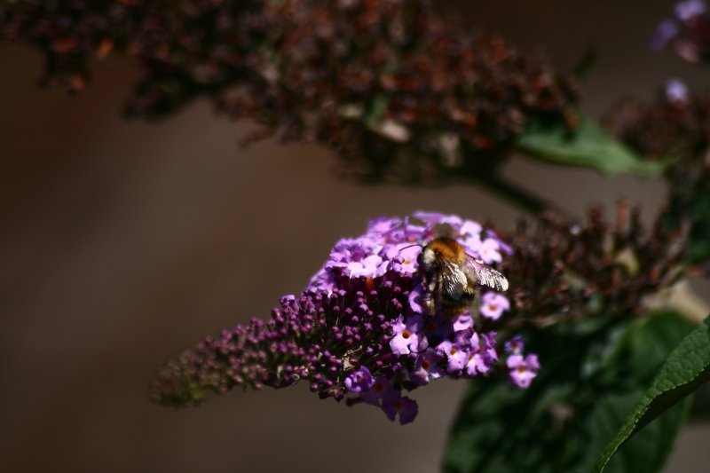 Eine Hummel bei der Arbeit. Aufgenommen whrend dem Warten auf einen Zug ;-).