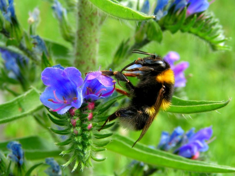 Eine Hummel wird gleich ihren  Saugrssel  in die Blte stecken, um den Nektar aufzunehmen; 080617