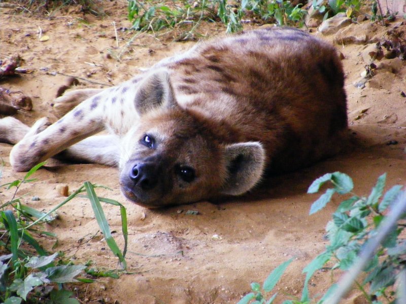 Eine Hyne im Gelsenkirchener Zoo am 21. August 2008.