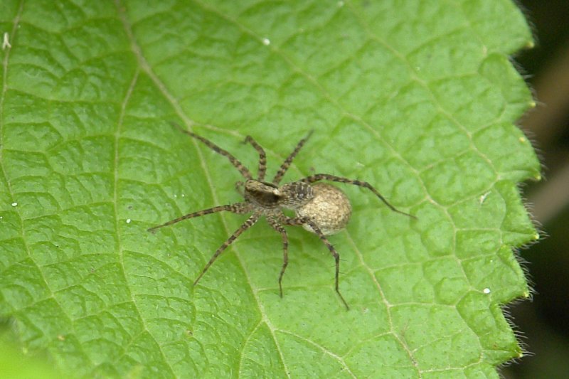 Eine kleine Spinne auf einem Blatt.