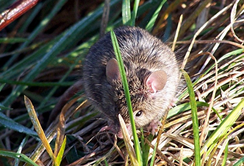 Eine kleine Spitzmaus hat es sich am Bahndamm in Rheinbach gemtlich gemacht - lie sich nicht stren - 12.11.2004