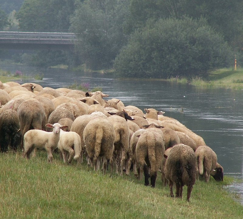 Eine kleinere Schafherde tummelt sich an der Niers bei Grefrath. Whrend die lteren Tiere vordringlich mit dem Trinken beschftigt sind, schaut das Lamm neugierig in meine Richtung. Das Foto stammt vom 10.08.2007