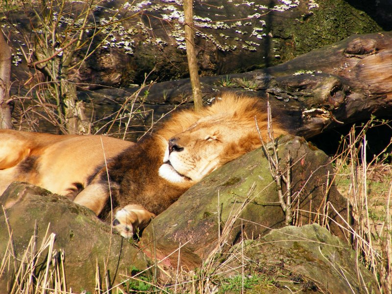 Eine Lwe im Gelsenkirchener Zoo am 01. April 2009.