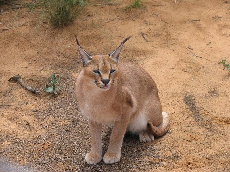 Eine Luchs bei Harnas in Namibia am 28-2-2009.