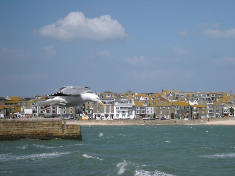 Eine Mwe im Landeanflug auf St Ives.
17.April 2008