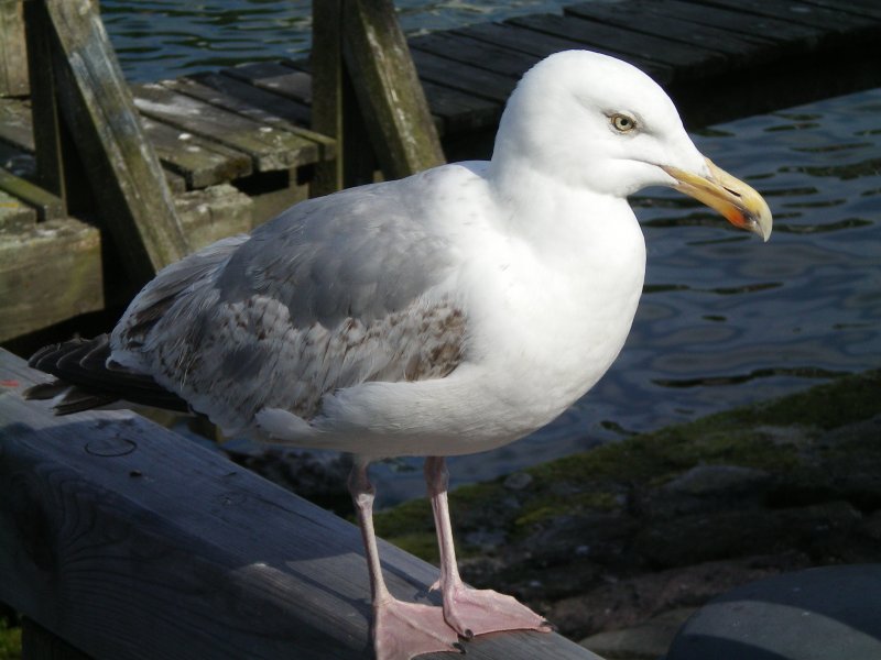 Eine Mwe, nennen wir sie Max chillt in der warmen Sommersonne in Warnemnde.Juni 2008