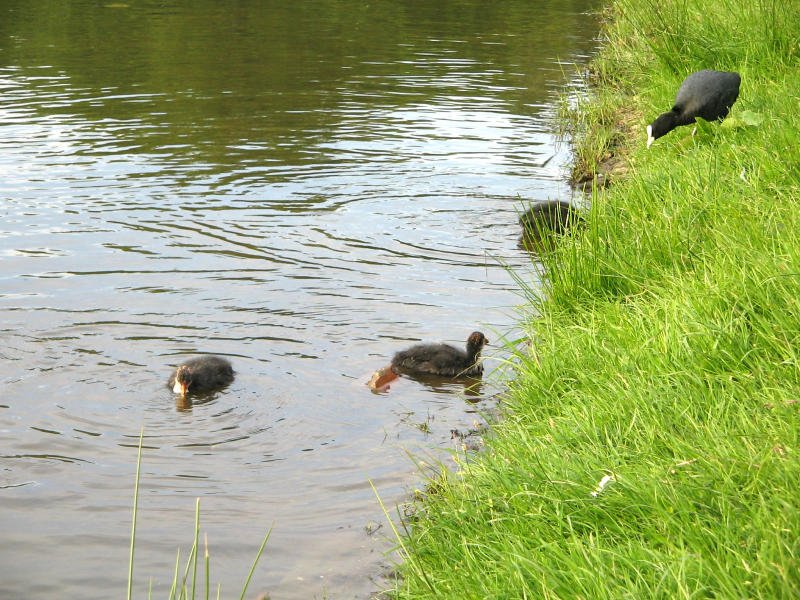 Eine Plehuhnfamilie am Salweidenteich in Lbschtz, 25.05.08