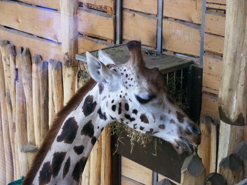 Eine Rothschildgiraffe im Gelsenkirchener Zoo am 01. April 2009.