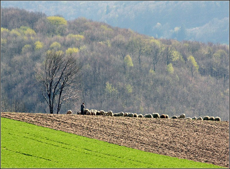 Eine Schafsherde -

,,, am Rande der Schwäbischen Alb bei Owen. 

11.04.2009 (M)