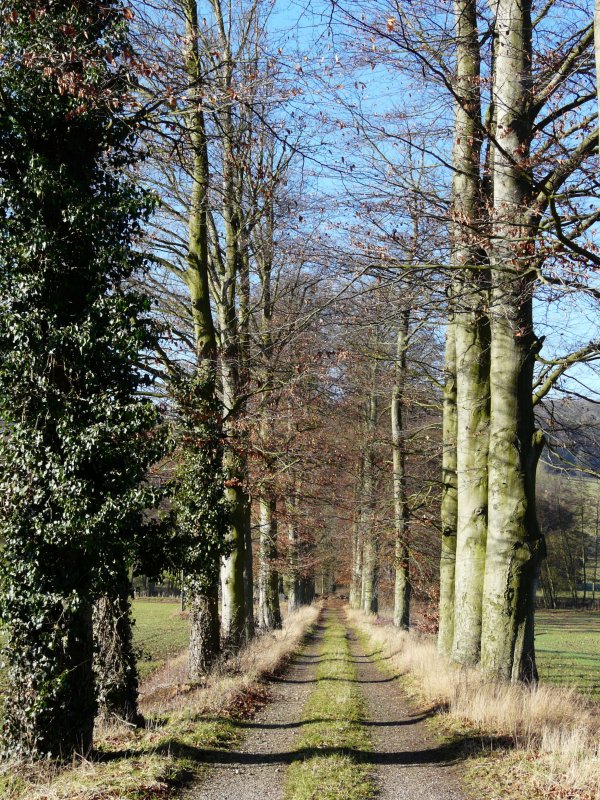 Eine schne alte Baumallee in der Nhe von Schieren (Luxemburg). 13.01.08