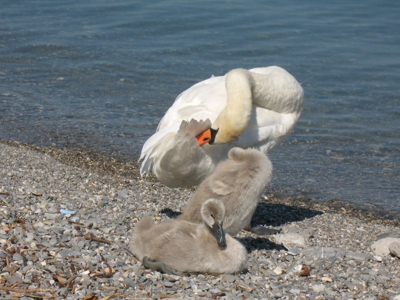 Eine Schwanenfamilie beim Morgenputz.
(Juli 2008)