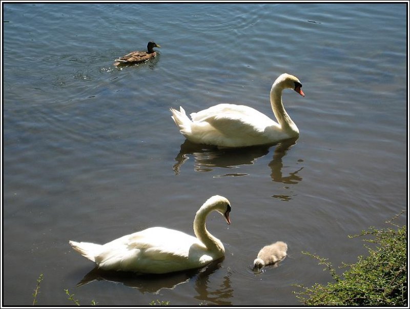 Eine Schwanenfamilie sowie etwas abseits eine Ente, beobachtet am 29.06.2008 im Dsseldorfer Stndehauspark.