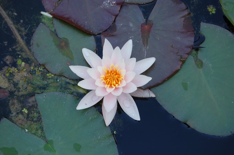 Eine Teichrose aus dem Frankfurter Palmengarten in farblich bestens passender Umgebung