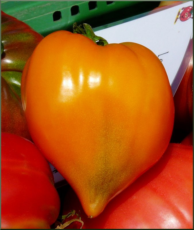 Eine Tomate fotografiert auf den Marchs Folkloriques in Vevey am 02.08.08. (Jeanny)