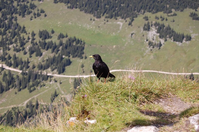 Eine von vielen Bergdohlen am 1987 Meter hohen Aggenstein am 19.8.2009...