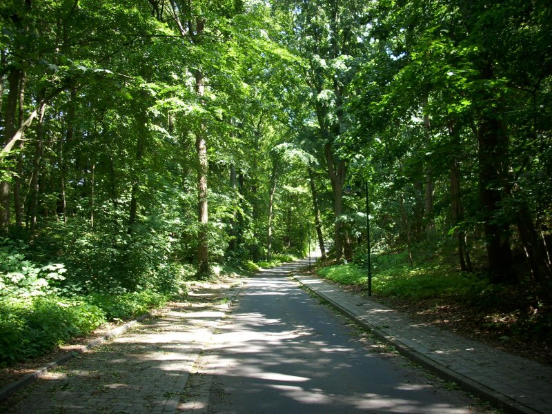 Einen Tunnel aus Bumen hnelt die Waldstrae in Bergen/Rgen.