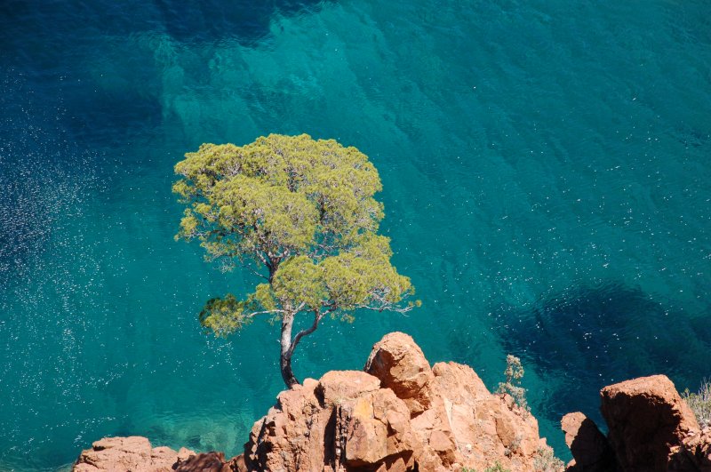 Einsamer Baum an der Felsklippe einer malerischen Bucht mit glasklarem Wasser zwischen Anthor und Thoule-Sur-Mer.