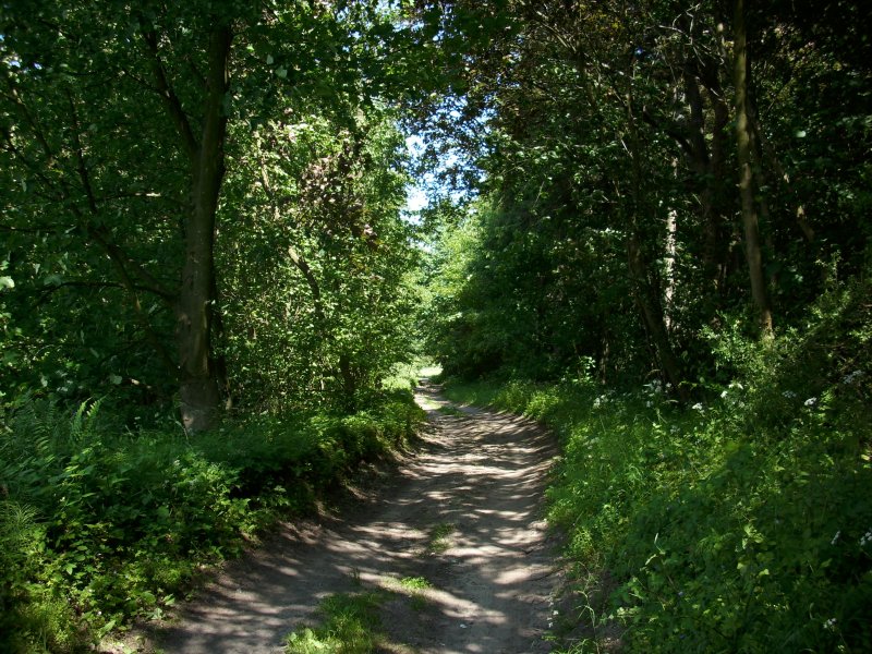 Einsamer Feld-und Wanderweg bei Bergen/Rgen.