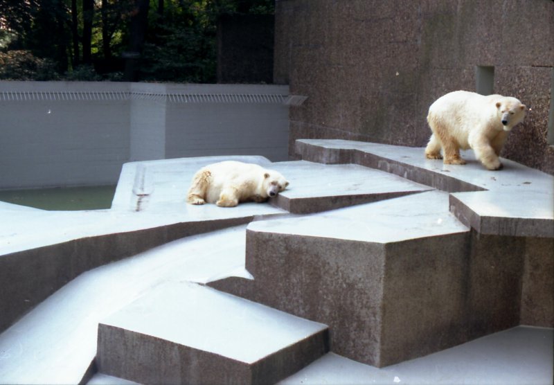 Eisbren im Duisburger Zoo - 