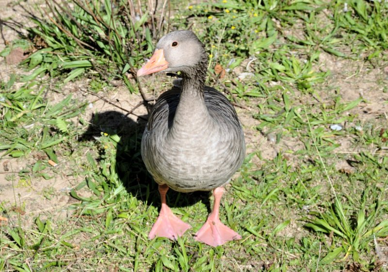 Ente am Elbufer bei Blasewitz taxiert die Touristen - 01.09.2009