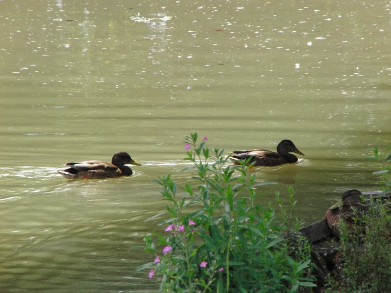 Enten im Teich im Freilichtmuseum Bad Windsheim