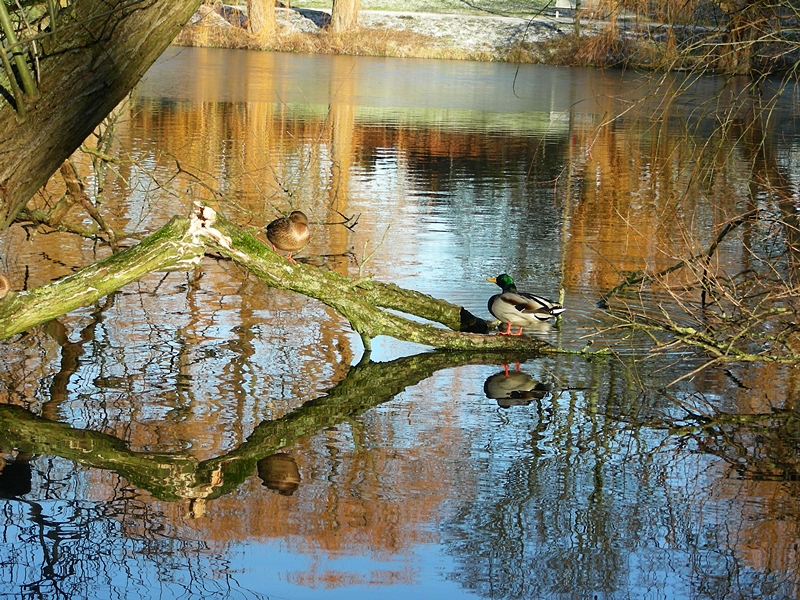 Entenleben am Rande des Knieperteiches in Stralsund