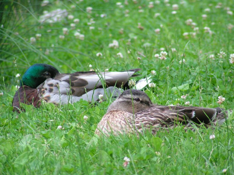 Entenprchen setzt zum Mittagsschlfchen an; 070603