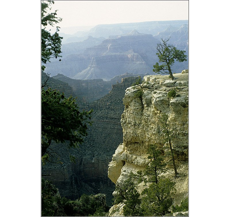 Erstaunlich, wo überall Bäume wachsen können: Südrand des Grand Canyon. 

April 1992 (M)