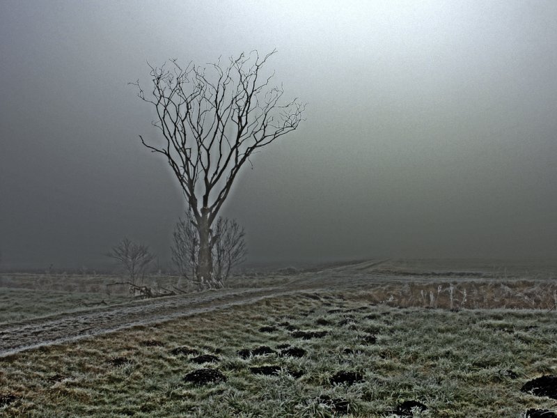 erster Frost in den Amperauen bei Freising