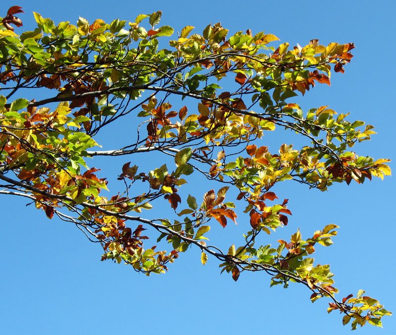 Es wird wieder Herbst und der  malt die Bltter an  - 16.09.2007
