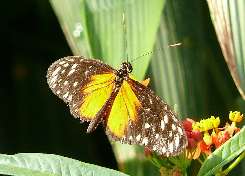 Exotischer Schmetterling am 02.08.2008 in Wilhelma/Stuttgart Schmetterlingshaus