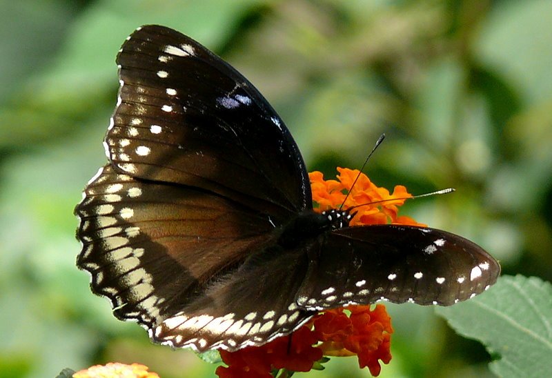 Exotischer Schmetterling am 02.08.2008 in Wilhelma/Stuttgart Schmetterlingshaus