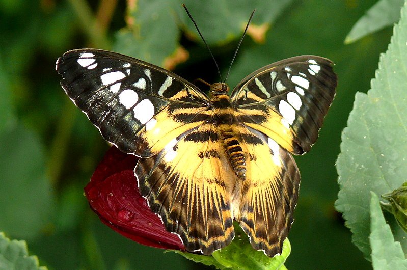 Exotischer Schmetterling am 02.08.2008 in Wilhelma/Stuttgart Schmetterlingshaus