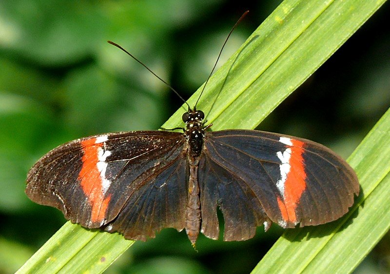 Exotischer Schmetterling am 09.06.2008 im Schmetterlingshaus Wilhelma/Stuttgart