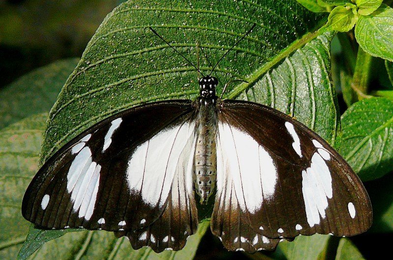 Exotischer Schmetterling am 09.06.2008 im Schmetterlingshaus Wilhelma/Stuttgart